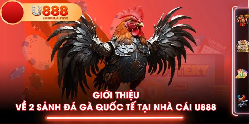 Giới thiệu về 2 sảnh Đá Gà quốc tế tại nhà cái U888